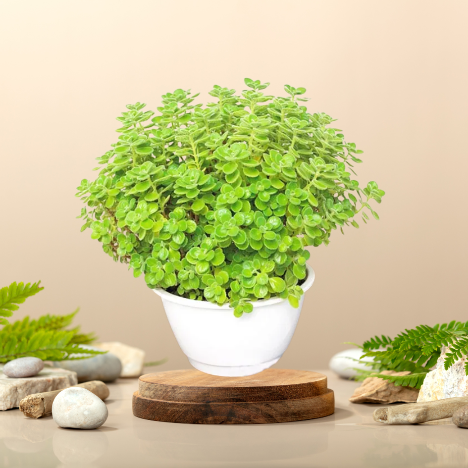 Cây Nhất Mạt Hương